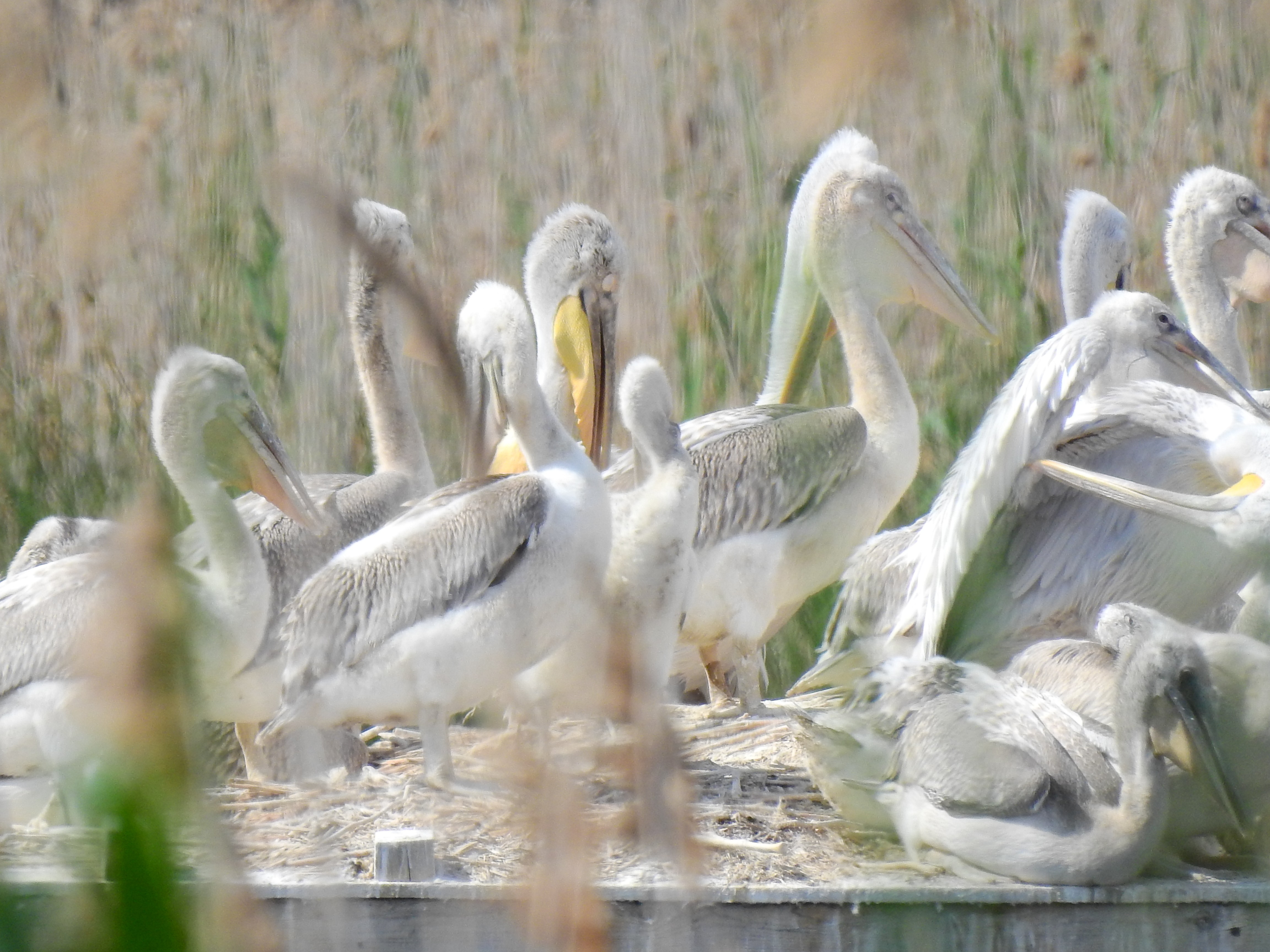 Успешен размножителен сезон за къдроглавите пеликани в ЗМ