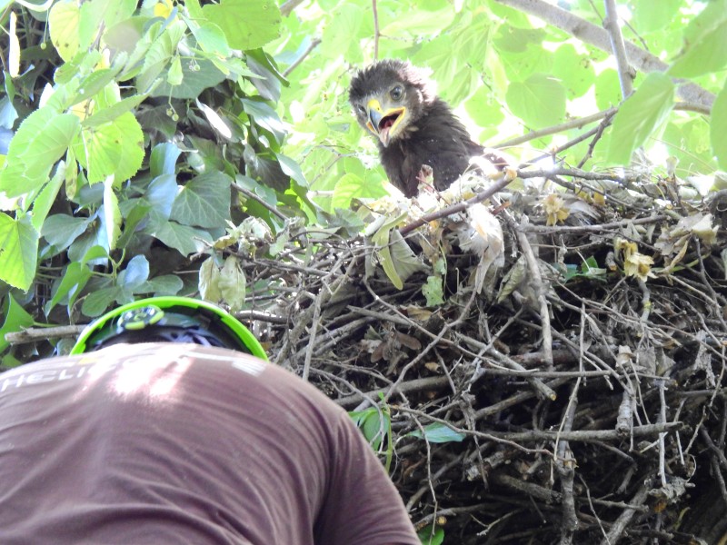 Мониторинг на малкия креслив орел и поставяне на  сателитен предавател на млада птица в ПП